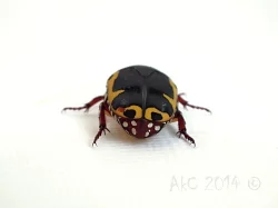 Pachnoda sinuata flaviventris